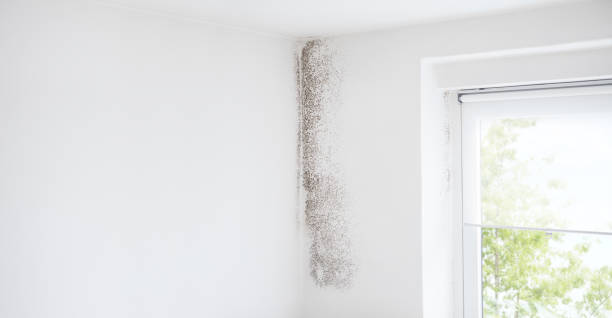 Best Mold Odor Removal Services  in Princeton, WI